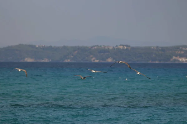 Sommerurlaub Chalkidiki Griechenland — Stockfoto