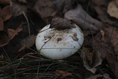 Sonbahar Ormanında Mantarlar