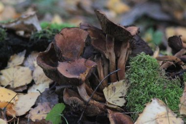 Sonbahar Ormanında Mantarlar