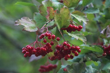 Pirohovo, Ulusal Mimarlık Müzesi, Ukrayna