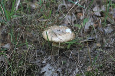 Ukrayna 'nın geleneksel köyü