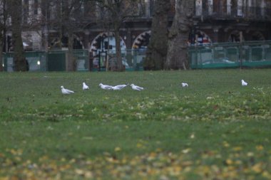 Kasım 'da Londra. St. James 's Park ve Soho
