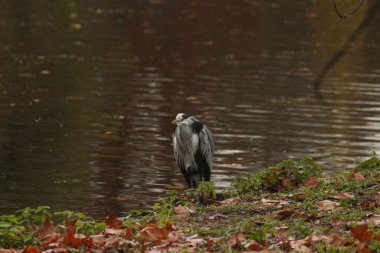 Kasım 'da Londra. St. James 's Park ve Soho