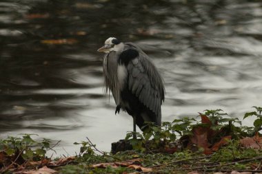Kasım 'da Londra. St. James 's Park ve Soho