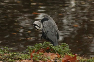 Kasım 'da Londra. St. James 's Park ve Soho
