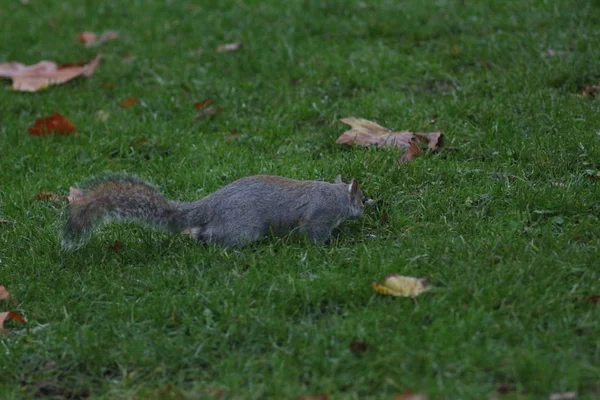 Londres Noviembre Parque James Soho — Foto de Stock