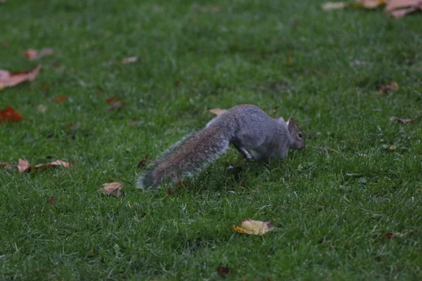 Londýn Listopadu James Park Soho — Stock fotografie