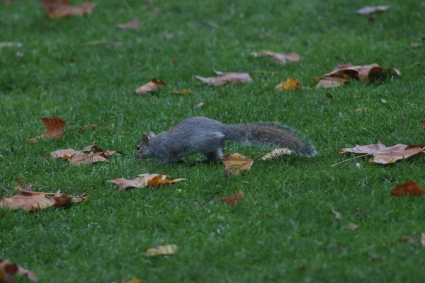 Kasım Londra James Park Soho — Stok fotoğraf