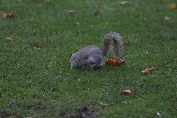 Kasım Londra James Park Soho — Stok fotoğraf