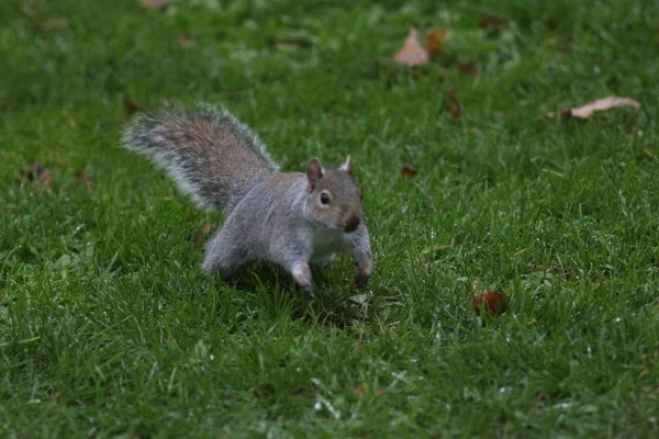 Londres Noviembre Parque James Soho — Foto de Stock