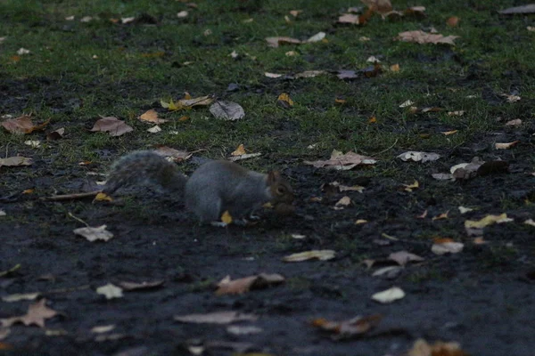 Londres Novembro James Park Soho — Fotografia de Stock