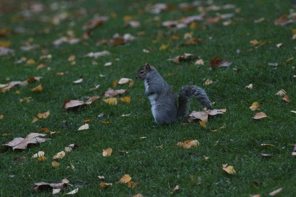 Londres Noviembre Parque James Soho — Foto de Stock