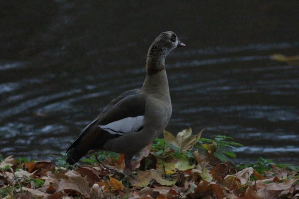 11月のロンドン セント ジェームズ公園とソーホー — ストック写真