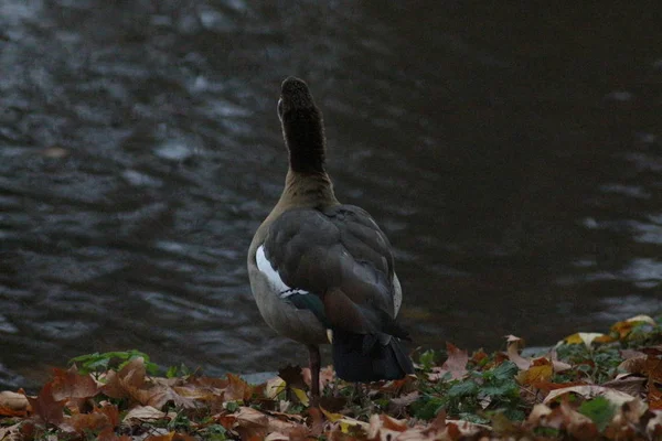 Londýn Listopadu James Park Soho — Stock fotografie