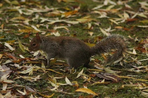 Londres Novembro James Park Soho — Fotografia de Stock