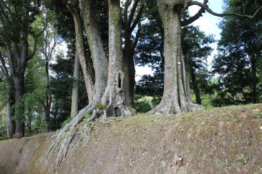 Azores Adaları: San Miguel