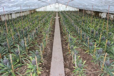 Azores Adaları: San Miguel