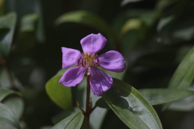 Koh Samui Adası, Tayland