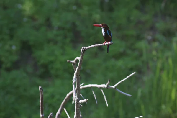 Koh Phangan Adası, Surat Thani, Tayland