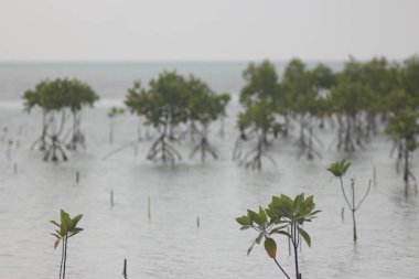 Koh Samui Adası, Tayland