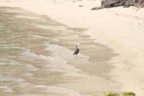 Wyspa Koh Phangan Tajlandia — Zdjęcie stockowe