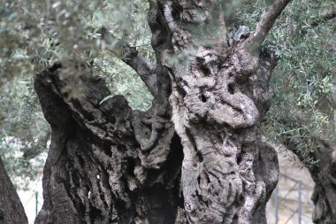 Bir gün Kudüs 'te, İsrail