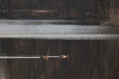 Parkta bahar Pushcha Voditsa