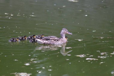 Baharda Ukrayna doğası