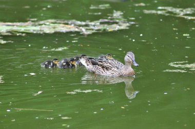 Baharda Ukrayna doğası