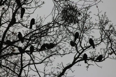 Baharda Ukrayna doğası