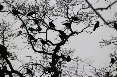 Baharda Ukrayna doğası