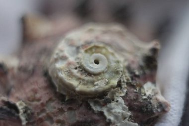 Baharda Ukrayna doğası