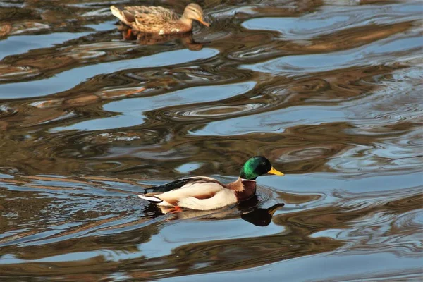 Våren Parken Pushcha Voditsa — Stockfoto