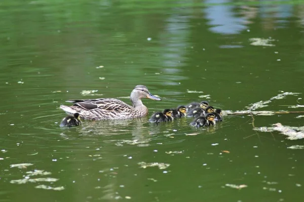 Natuur Van Oekraïne Het Voorjaar — Stockfoto