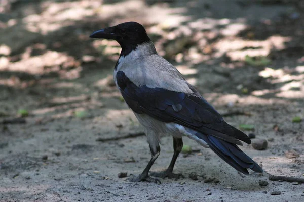 Natuur Van Oekraïne Het Voorjaar — Stockfoto