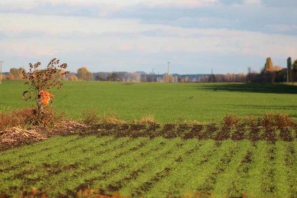 Nature Ukraine Spring — Stock Photo, Image