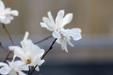 Baharda Ukrayna doğası