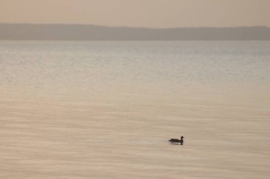 Kyiv Reservoir (Kyiv Denizi), Ukrayna