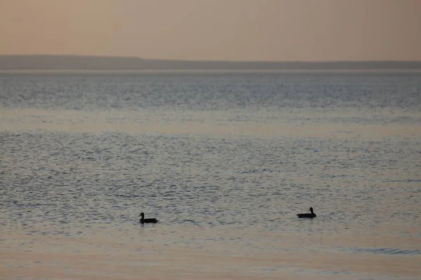 Kyiv Reservoir (Kyiv Denizi), Ukrayna