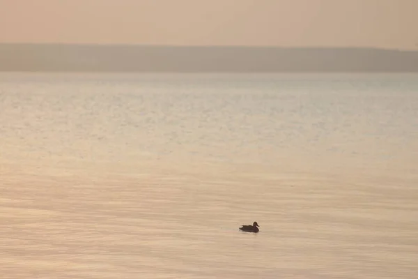 Kyiv Reservoir (Kyiv Denizi), Ukrayna