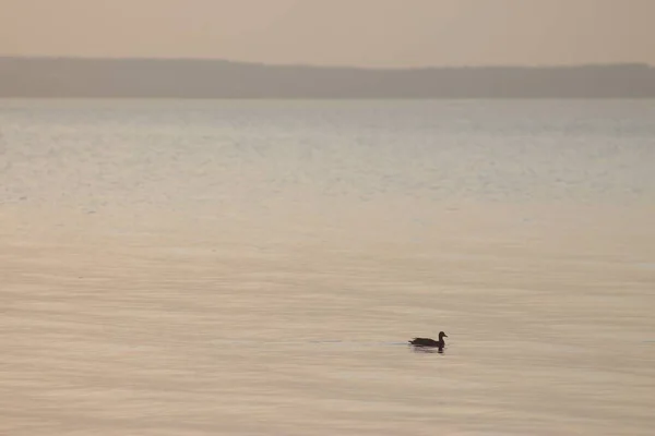 Kyiv Reservoir (Kyiv Denizi), Ukrayna