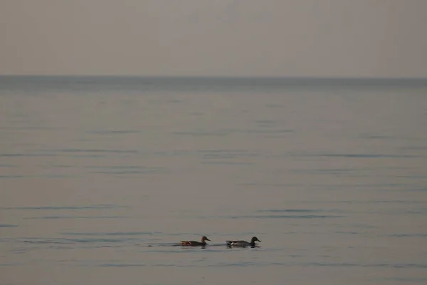 Kyiv Reservoir (Kyiv Denizi), Ukrayna