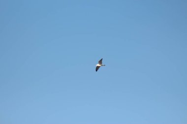 Kyiv yakınlarındaki Dnipro Nehri.