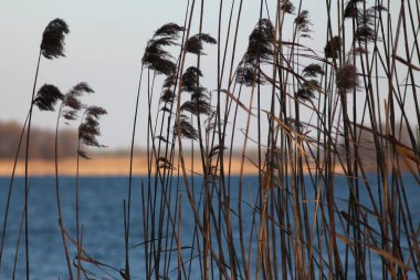 Kyiv yakınlarındaki Dnipro Nehri.
