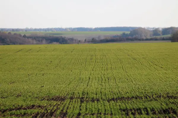 Seminare Campi Verdi Giovani Germogli Primavera — Foto Stock