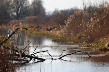 Ukrayna 'nın Desna nehri yakınlarındaki bahar manzaraları