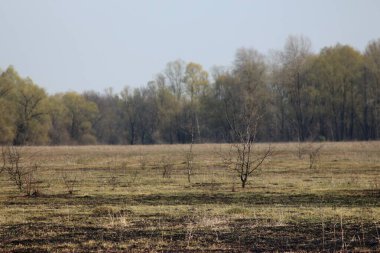 Ukrayna 'nın Desna nehri yakınlarındaki bahar manzaraları