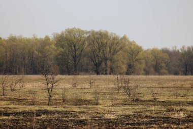 Ukrayna 'nın Desna nehri yakınlarındaki bahar manzaraları