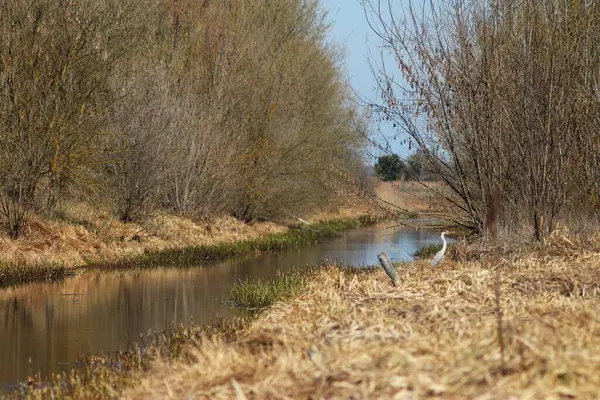 Весняні Краєвиди Біля Річки Десна Україна — стокове фото