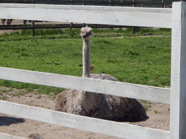 Yasnogorotka, Ukrayna 'daki devekuşu çiftliği.
